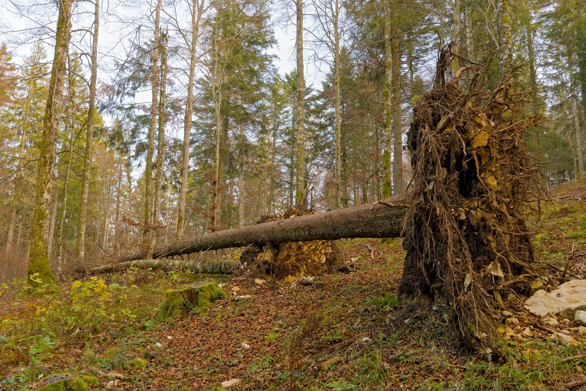 Enlèvement arbre urgence à Chemillé-en-Anjou